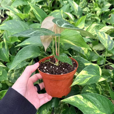 plant/Anthurium Magnificum x Papillilaminum 4” pot Growers Choice-2-thumbnail