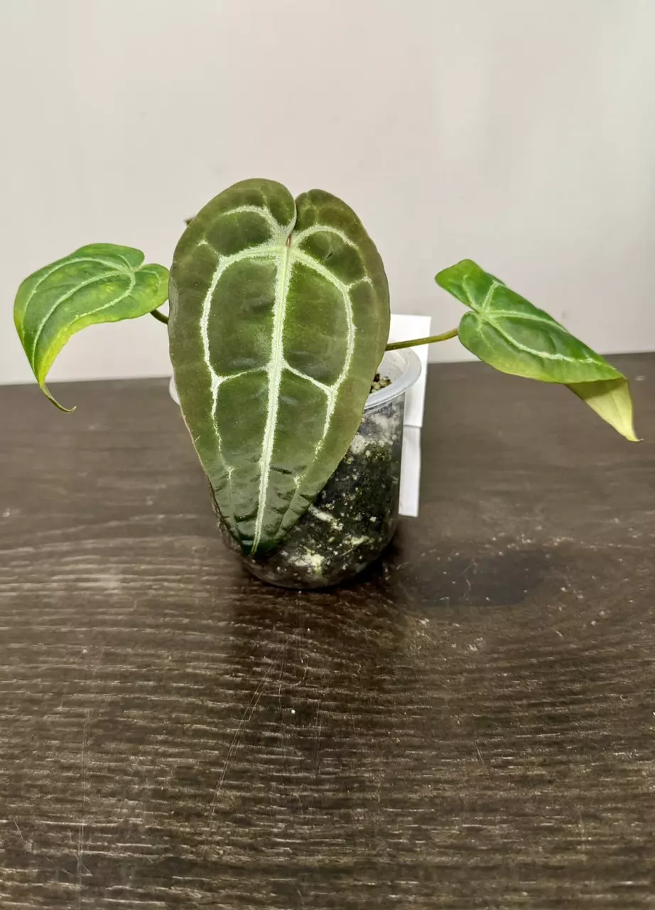 plant/Anthurium Michelle x Tim Anderson Black x Villenaorum-0