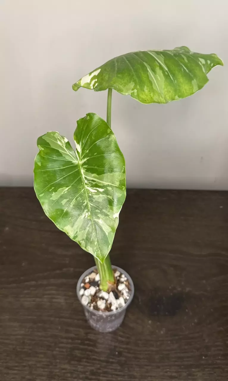 plant/Alocasia Okinawa Silver-0