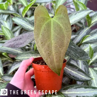 plant/Anthurium Sp. Napo 4” pot Growers Choice-0-thumbnail