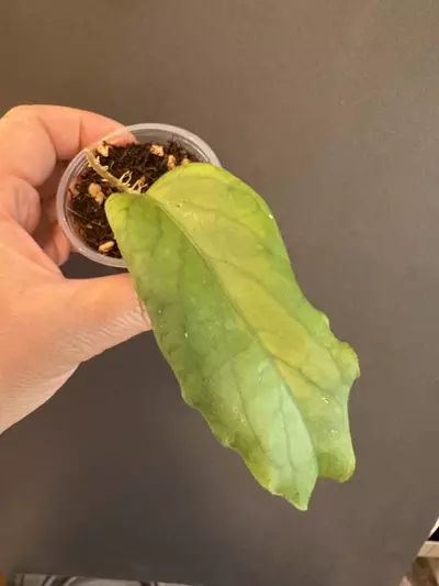 plant/Hoya Golden eye-0-thumbnail