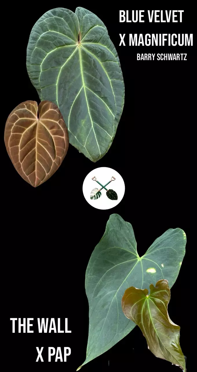 plant/(Blue Velvet x Magnificum) BS X (‘The Wall’ x Pap) Wu-0