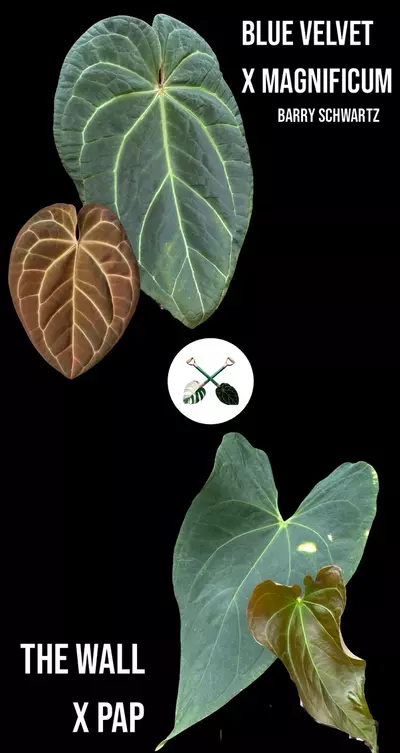 plant/(Blue Velvet x Magnificum) BS X (‘The Wall’ x Pap) Wu-0-thumbnail