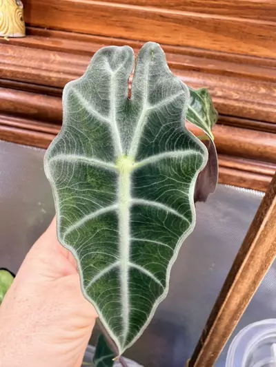 plant/Alocasia Sanderiana bull pink #58-2-thumbnail