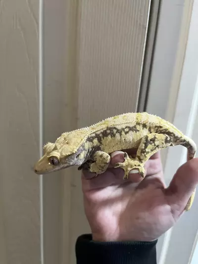 plant/Lavender Extreme Harlequin female spots 34g 7/4/24-3-thumbnail