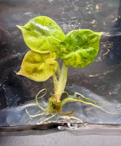 plant/Alocasia Silver Dragon Aurea | Tissue Culture-0-thumbnail