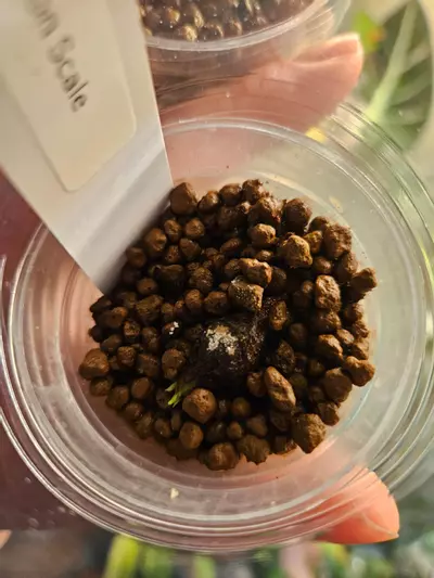 plant/Alocasia dragon scale corm-1-thumbnail