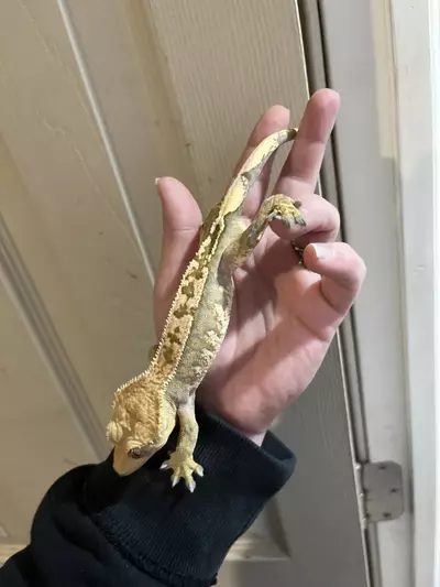 plant/Brindlequin white wall male 11/3/24 35g-3-thumbnail