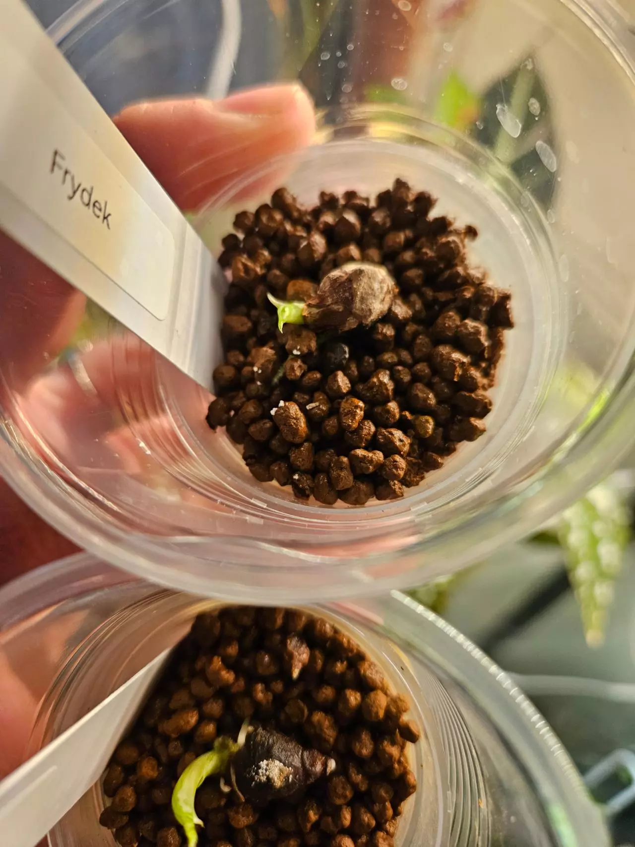 plant/Alocasia frydek corm-0