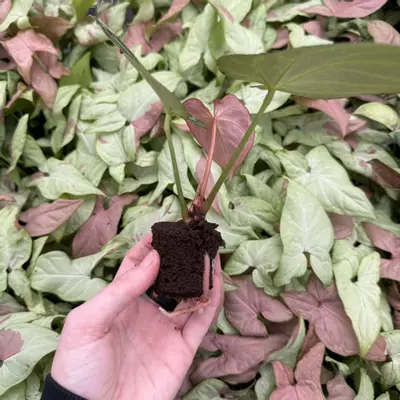 plant/Seed grown Anthurium Silver Tiger x Stingray Starter Plant Growers Choice-5-thumbnail