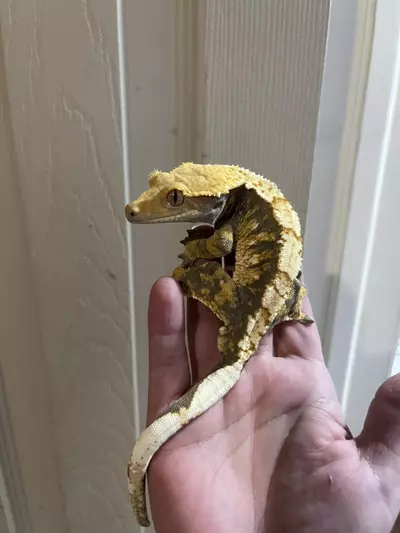 plant/Rtb Tricolor male 8/2/24 40g-1-thumbnail