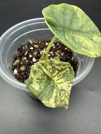 plant/💚Alocasia Nebula Aurea💚-1-thumbnail