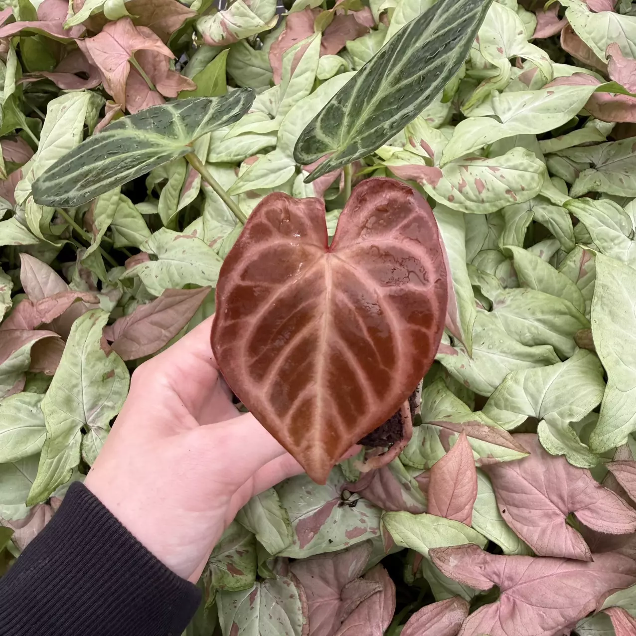 plant/Seed grown Anthurium Silver Tiger x Stingray Starter Plant Growers Choice-1