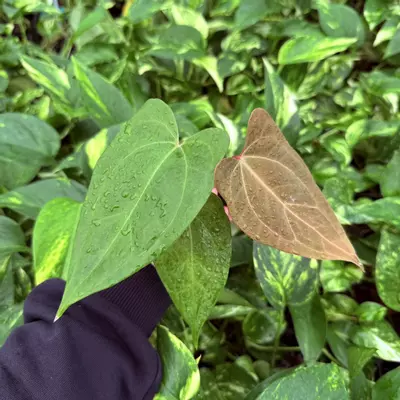 plant/Seed grown Anthurium Black Sweet x Dark Phoenix Starter Plant Growers Choice-0-thumbnail