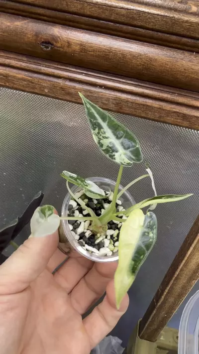 plant/Alocasia Bambino green variegated✨#56-5-thumbnail