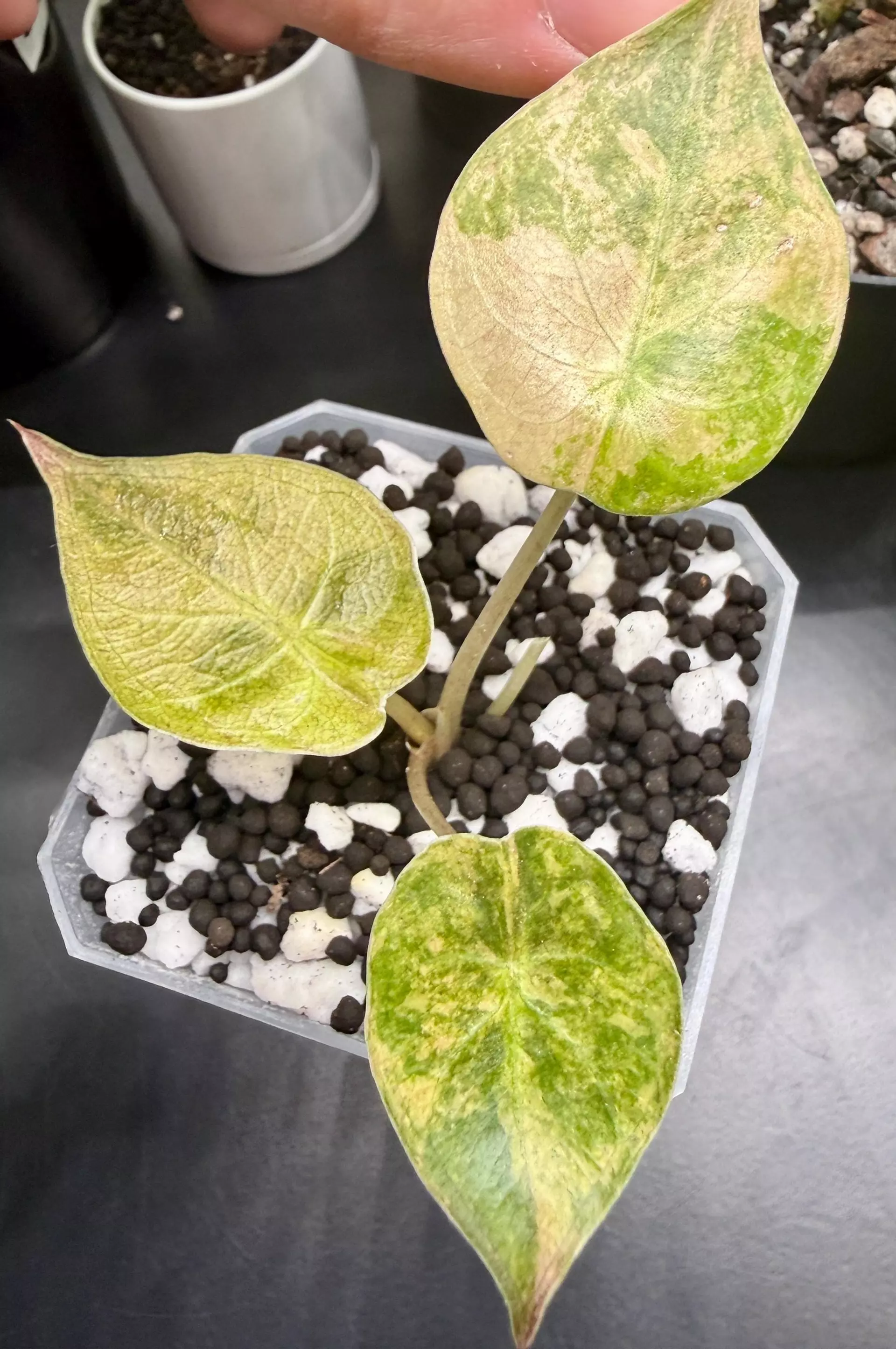 plant/Alocasia Wentii Aurea Sunset | Exact Plant-0