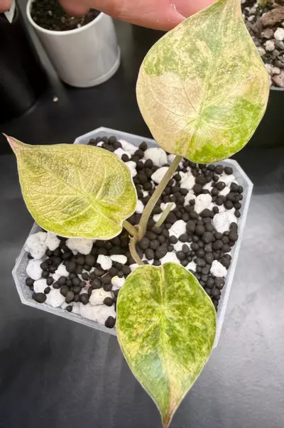 plant/Alocasia Wentii Aurea Sunset | Exact Plant-0-thumbnail