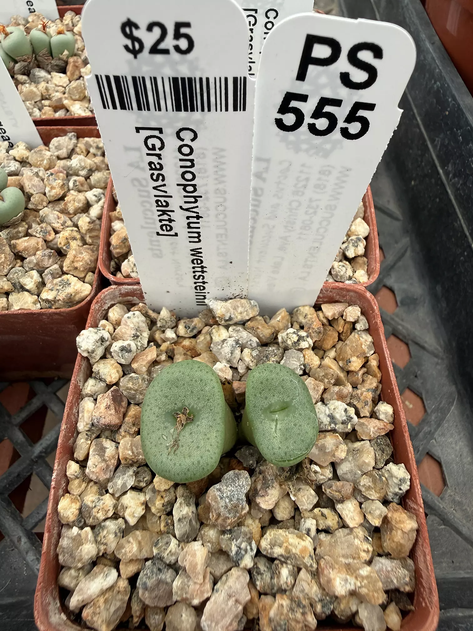 plant/PS555 Conophytum wettsteinii [Grasvlakte]-0