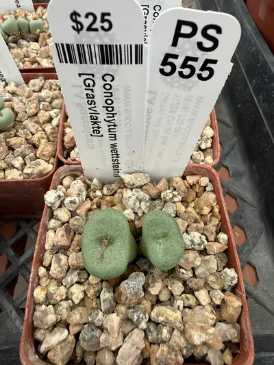 plant/PS555 Conophytum wettsteinii [Grasvlakte]-0-thumbnail