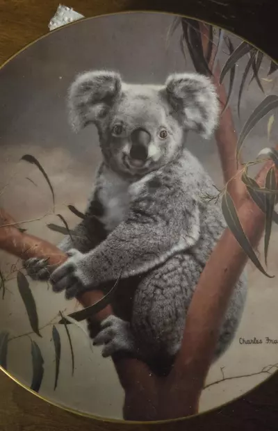 plant/The Koala Collection plate-0-thumbnail