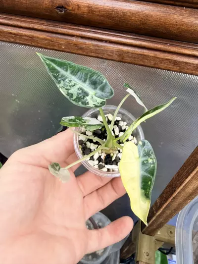plant/Alocasia Bambino green variegated✨#56-0-thumbnail