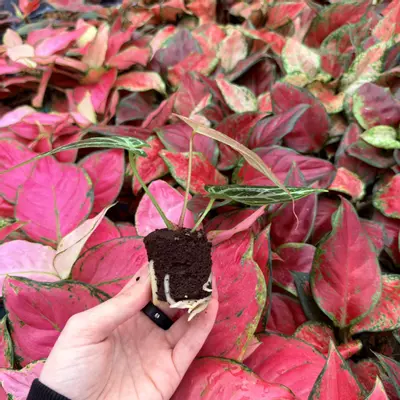 plant/Seed grown Anthurium Red Silver x Warocqueanum Starter Plant Growers Choice-3-thumbnail