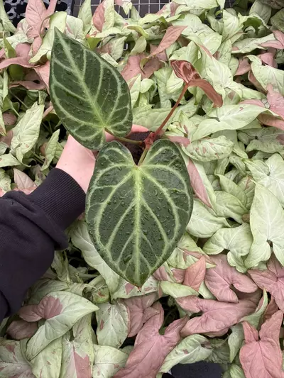 plant/Seed grown Anthurium Silver Tiger x Stingray Starter Plant Growers Choice-2-thumbnail