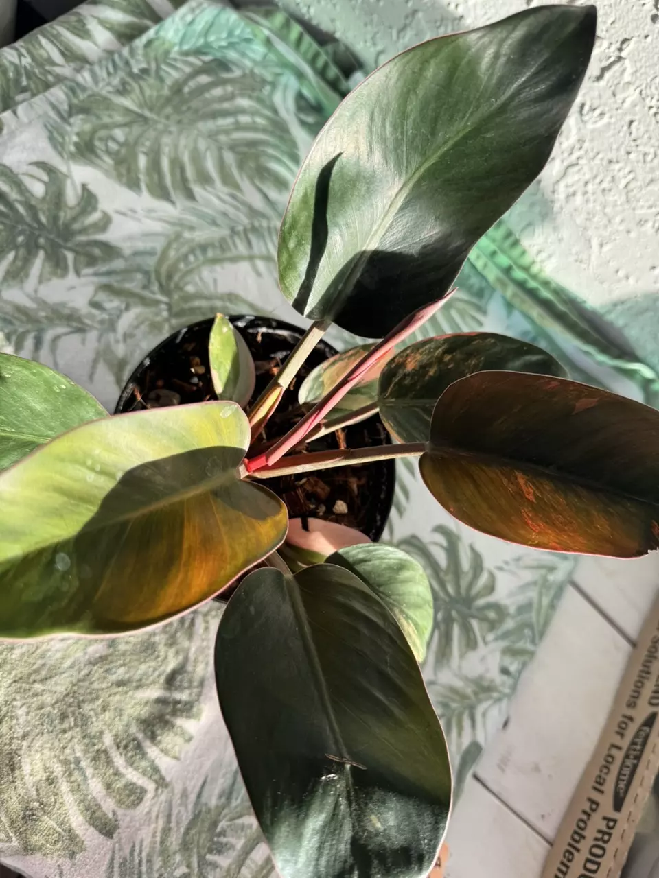 plant/Philo Red Congo Varigated-1