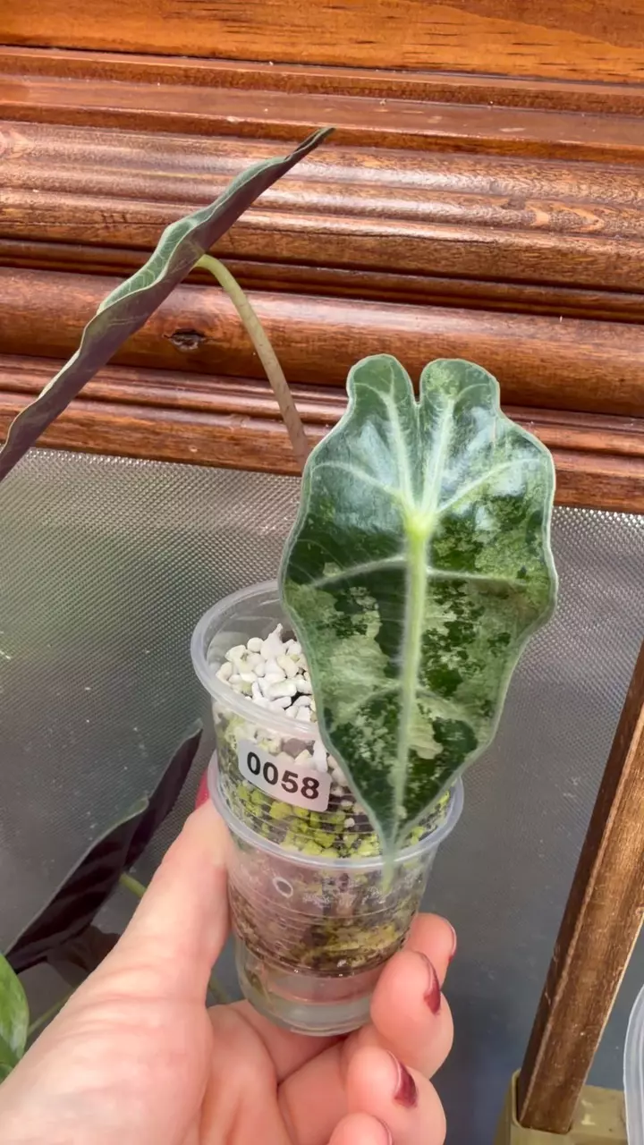 plant/Alocasia Sanderiana bull pink #58-4