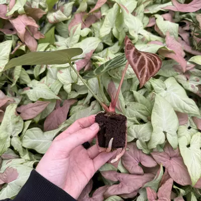 plant/Seed grown Anthurium Silver Tiger x Stingray Starter Plant Growers Choice-3-thumbnail