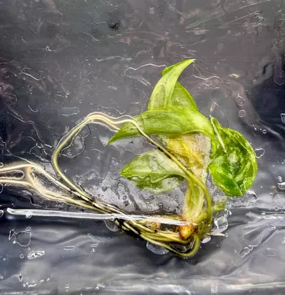 plant/Philodendron Burle Marx Aurea | Tissue Culture-0-thumbnail