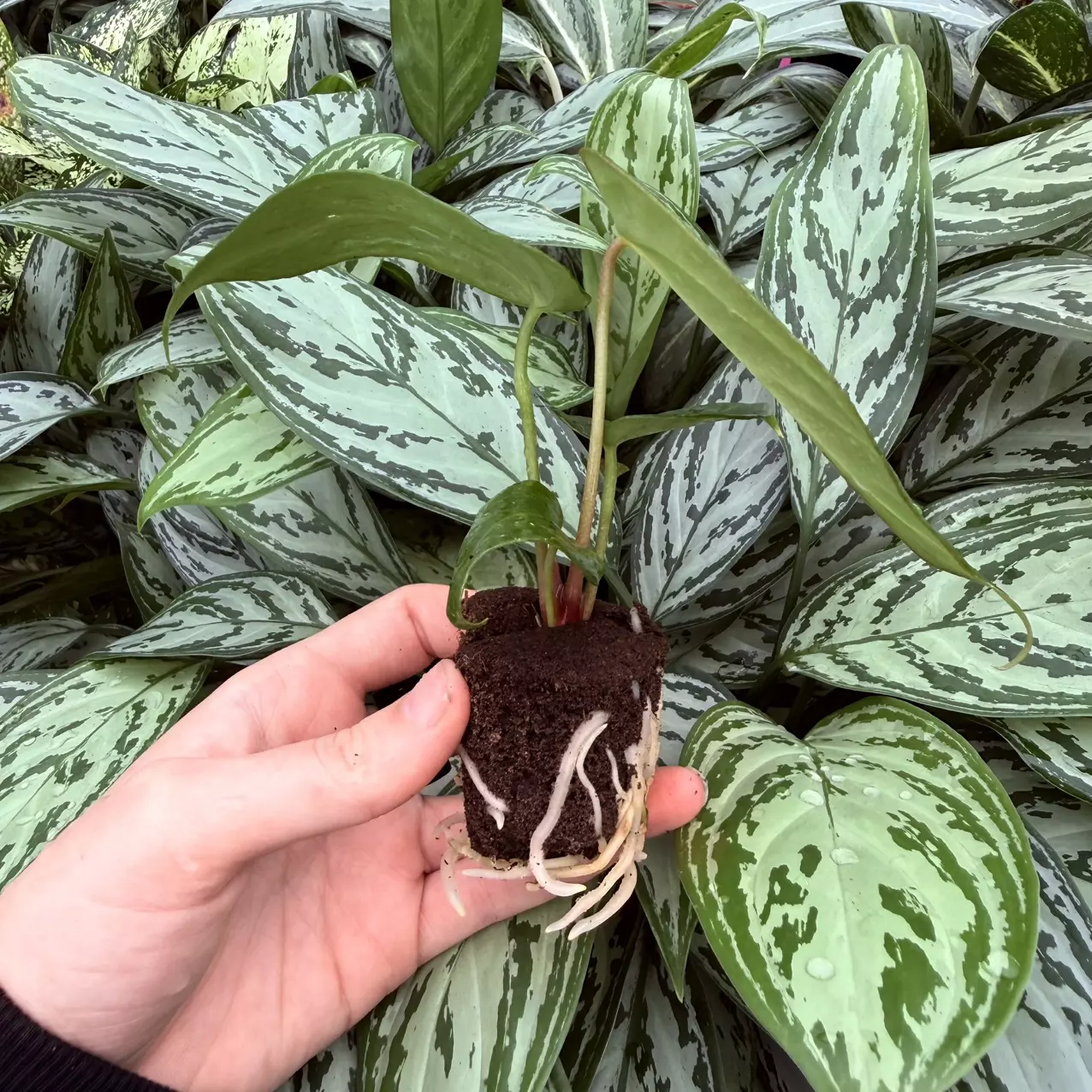 plant/Seed grown Anthurium Venom x Magnificum Starter Plant Growers Choice-4