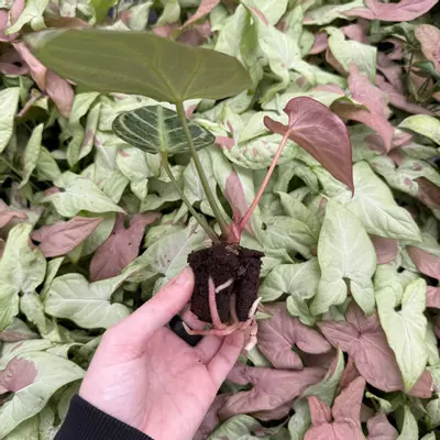 plant/Seed grown Anthurium Silver Tiger x Stingray Starter Plant Growers Choice-4-thumbnail