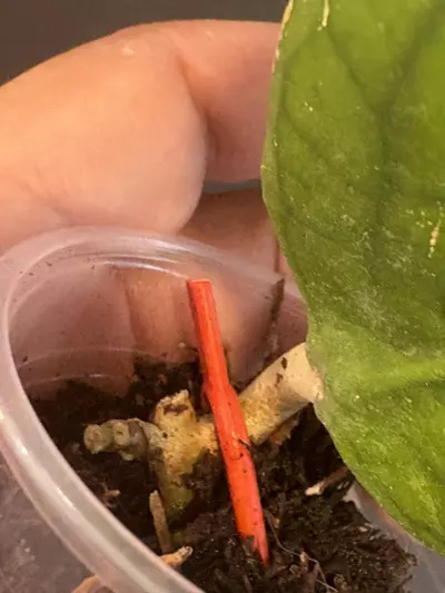 plant/Hoya Vitelinoides (ugly duck) but will grow beautifully-1-thumbnail