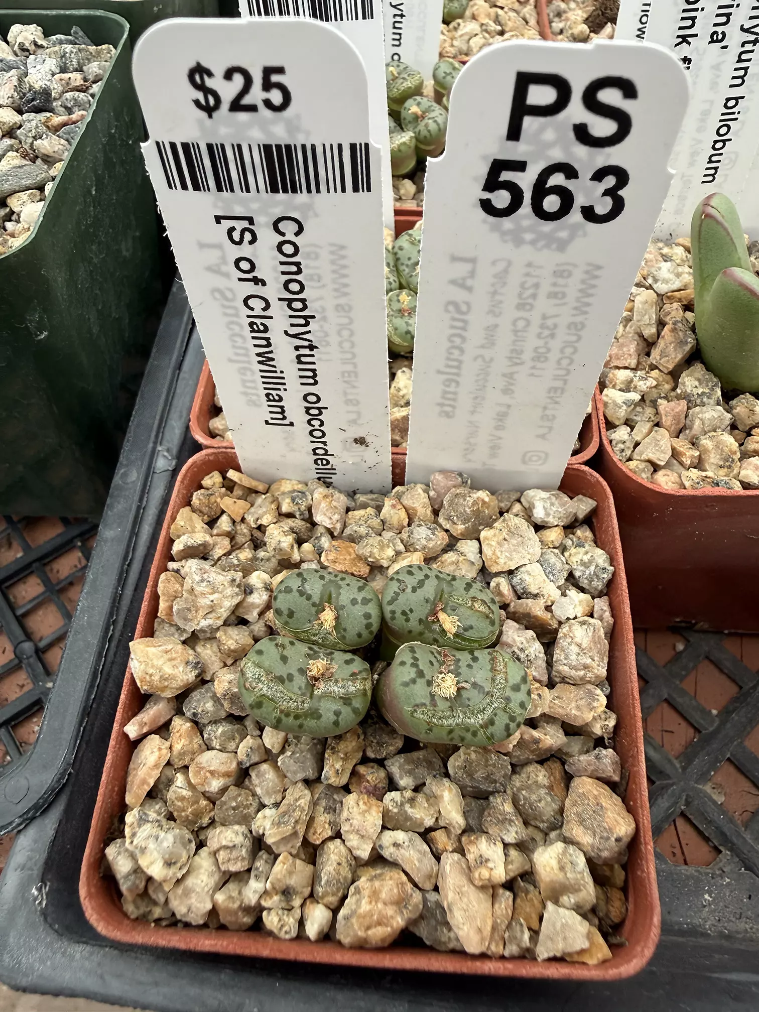 plant/PS563 Conophytum obcordellum [S of Clanwilliam]-0