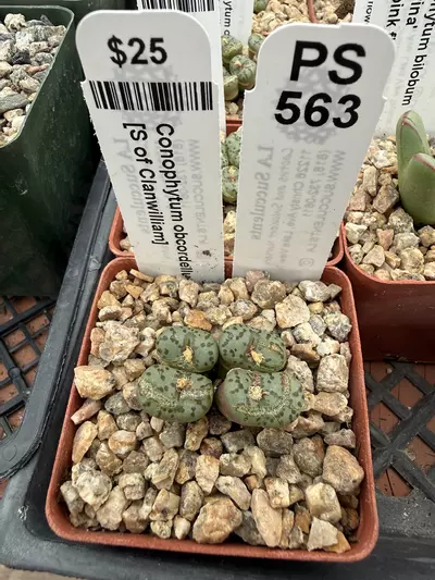 plant/PS563 Conophytum obcordellum [S of Clanwilliam]-0-thumbnail