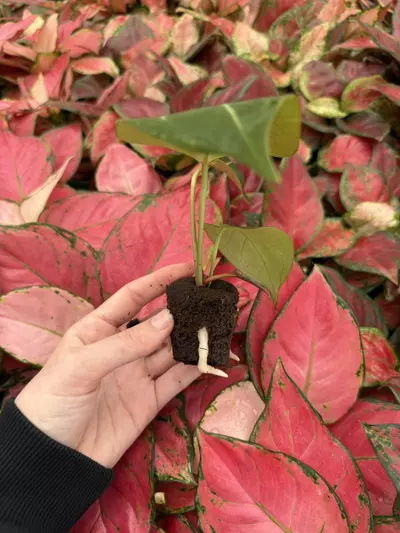 plant/Seed grown Anthurium King of Spades x Huffmanii Starter Plant Growers Choice-7-thumbnail