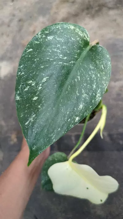 plant/Monstera White monster M77-2-thumbnail