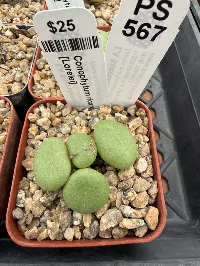 plant/PS567 Conophytum ricardianum [Lorelei]-0-thumbnail