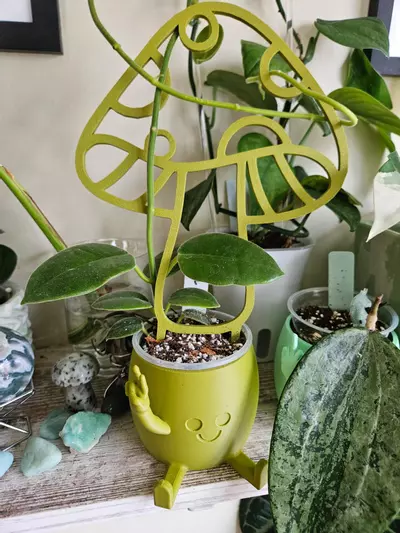 plant/2.5 inch cache pot trellis bundle-0-thumbnail