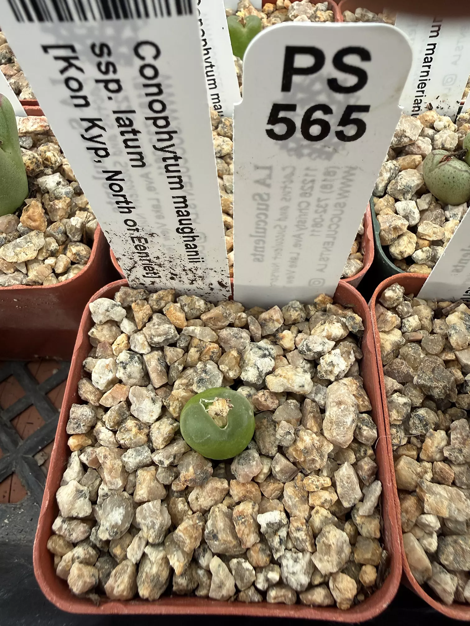 plant/PS565 Conophytum mauganii ssp. Latum [Kon Kyp, N of Eenriet]-0