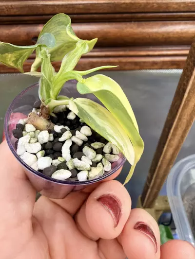 plant/Philodendron Silver Sword variegated✨#55-3-thumbnail