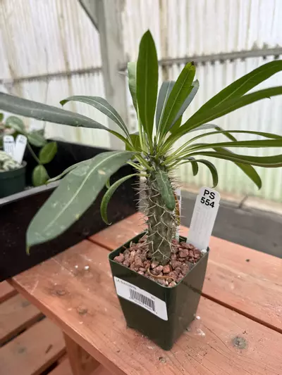 plant/PS554 Pachypodium lamerei-0-thumbnail