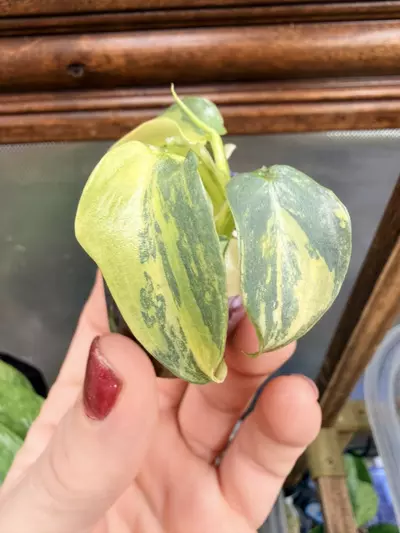 plant/Philodendron Silver Sword variegated✨#55-0-thumbnail