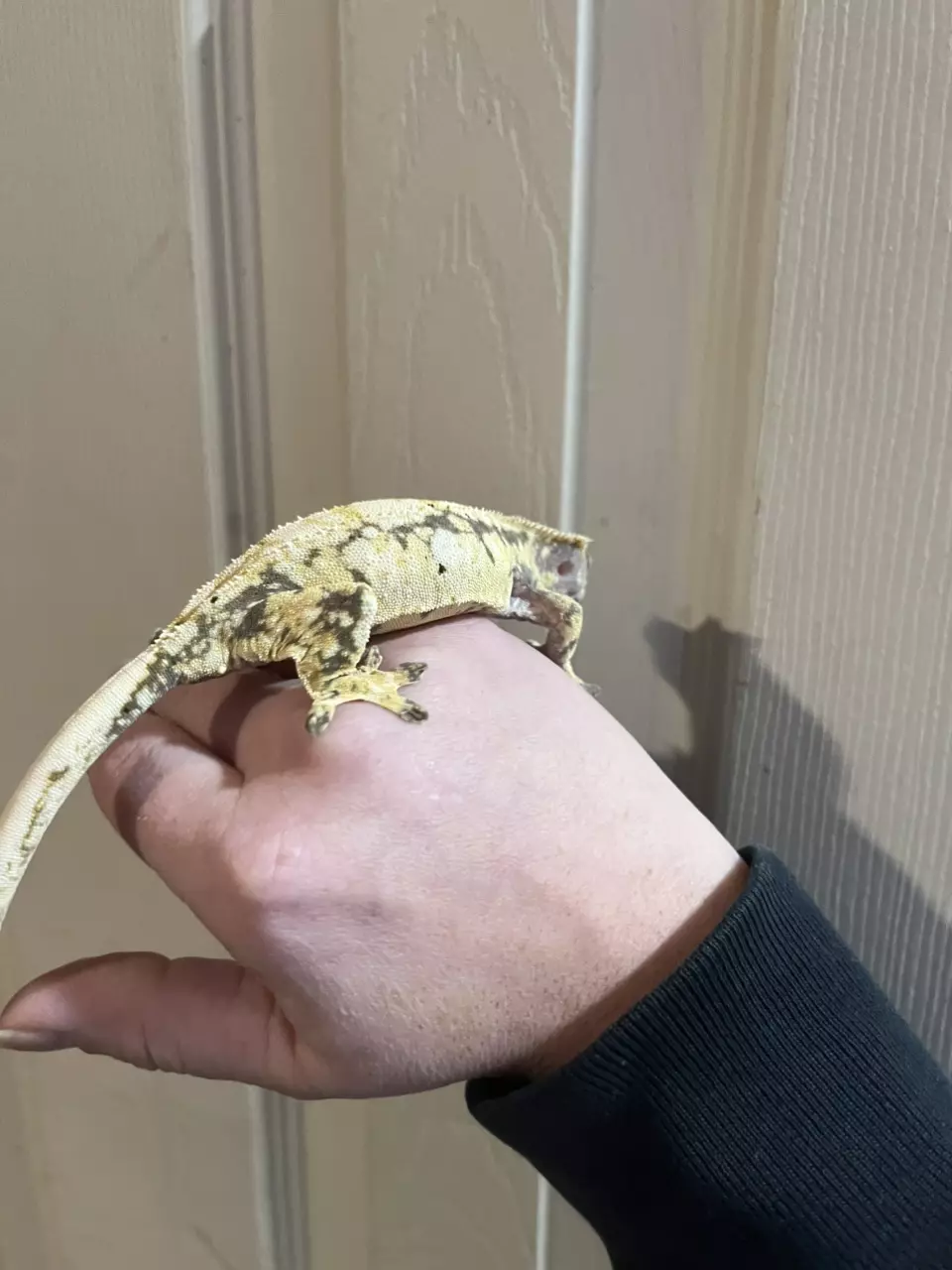 plant/Lavender Extreme Harlequin female spots 34g 7/4/24-1