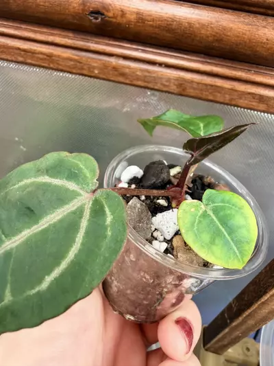 plant/Anthurium Wonderboy #59-2-thumbnail