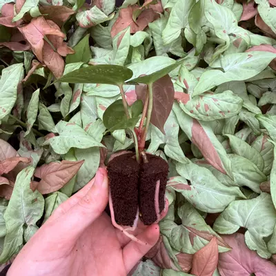 plant/Seed grown Anthurium Bvit x Dark Phoenix Starter Plant Growers Choice-4-thumbnail