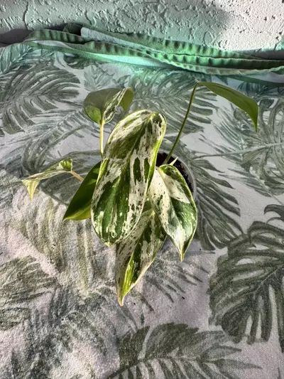 plant/Philo Variegated Emerald King-0-thumbnail
