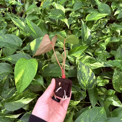 plant/Seed grown Anthurium Black Sweet x Dark Phoenix Starter Plant Growers Choice-2-thumbnail