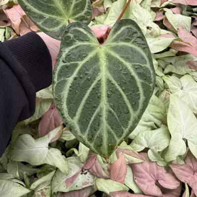 plant/Seed grown Anthurium Silver Tiger x Stingray Starter Plant Growers Choice-0-thumbnail